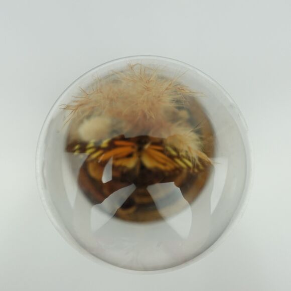 Monarch Butterfly Under Glass Dome Mounted on a Wood Base - Picture 6 of 8